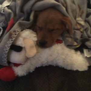 Meet your Posher, Anna